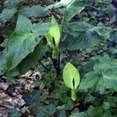 Arum Orientale