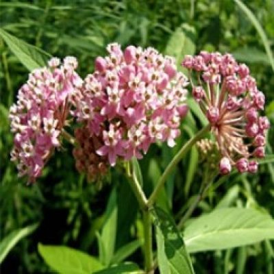 Asclepias Incarnata