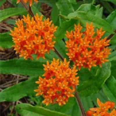 Asclepias Tuberosa