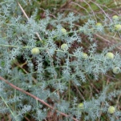 Asparagus Acutifolius