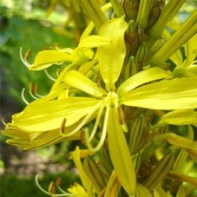 Asphodeline Liburnica