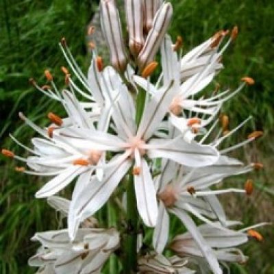 Asphodelus Albus
