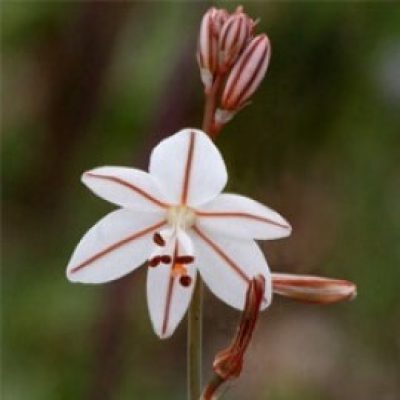 Asphodelus Fistulosus