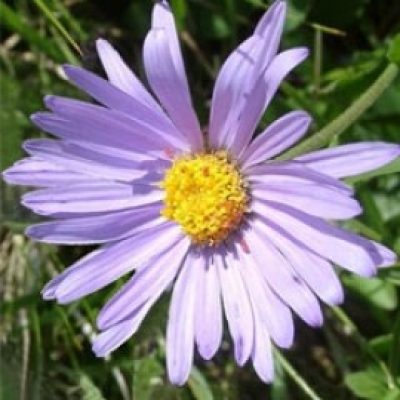 Aster Alpinus