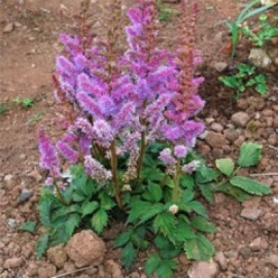 Astilbe Chinensis 'Pumila'