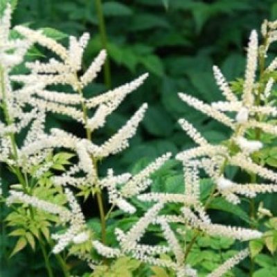 Astilbe Chinensis 'White Cloud'