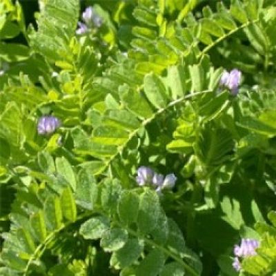 Astragalus Pelecinus