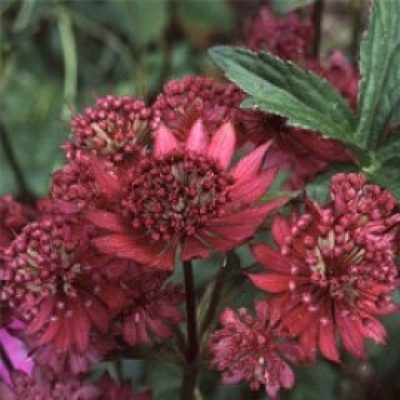 Astrantia Major Gill Richardson