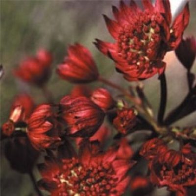 Astrantia Major Hadspen Blood