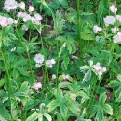 Astrantia 'Sunningdale Variegated'