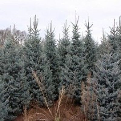 Baby Blue Eyes Colorado Spruce