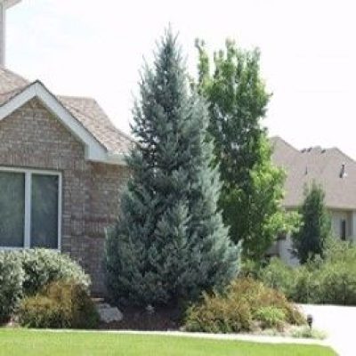 Bacheri Blue Colorado Spruce