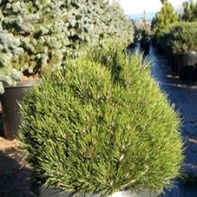 Bambino Austrian Pine