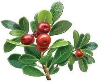Bearberries