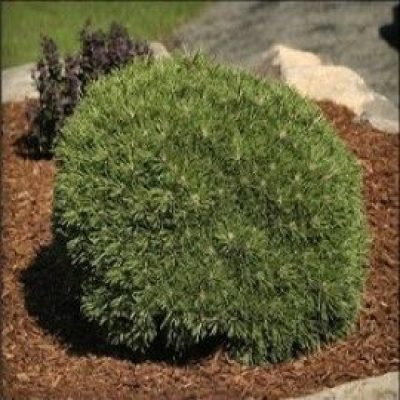 'Benjamin' Mugho Pine