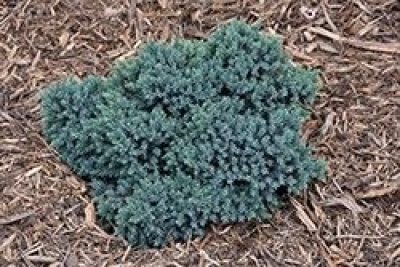 Blue Star Juniper