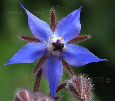 Borage, Blue, Borago Officinalis