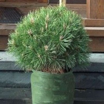 Brepo Dwarf Austrain Pine