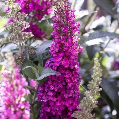 Buzz® Hot Raspberry Butterfly Bush