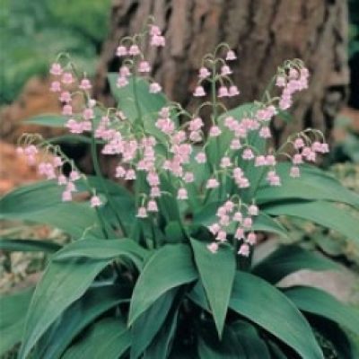 Convallaria Majalis Pink Bells