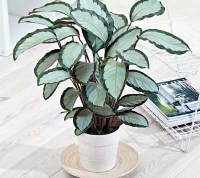 Calathea picturata ‘Argentea’ – Indoor Plants