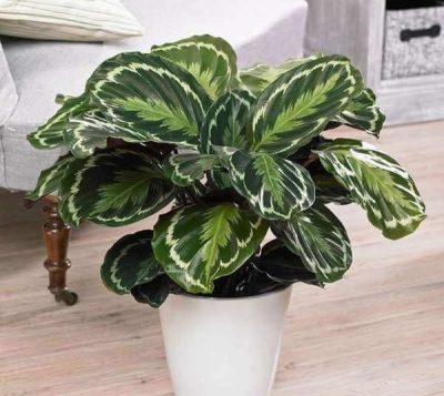Calathea veitchiana – Indoor Plants