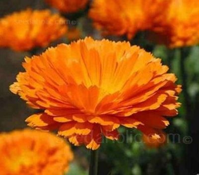 Calendula Officinalis, Organic