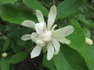 Calycanthus 'Venus'