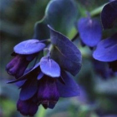 Cerinthe Major Purpurascens