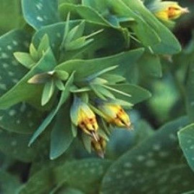 Cerinthe Minor 'Bouquet Gold'