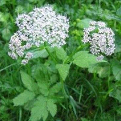 Chaerophyllum Hirsutum