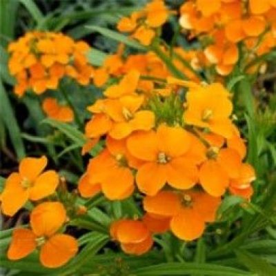 Cheiranthus Allionii