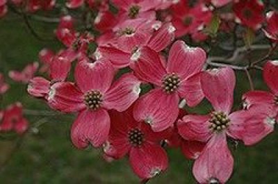 Cherokee Chief Flowering Dogwood