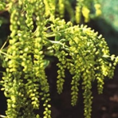 Chiastophyllum Oppositifolium