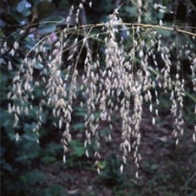 Chionochloa Conspicua