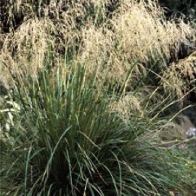 Chionochloa Flavescens