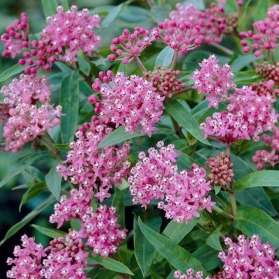 Cinderella Swamp Milkweed