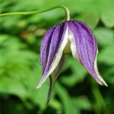 Clematis 'Blue Eclipse'