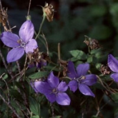 Codonopsis Vinciflora