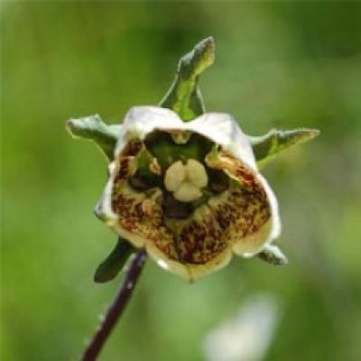 Codonopsis Viridiflora