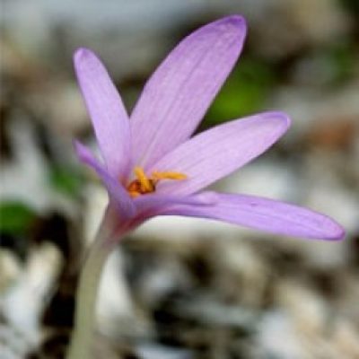 Colchicum Corsicum