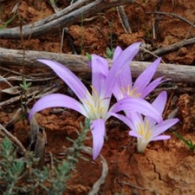 Colchicum Montana