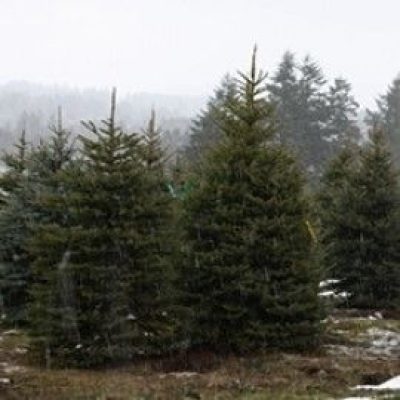 Colorado Green Spruce