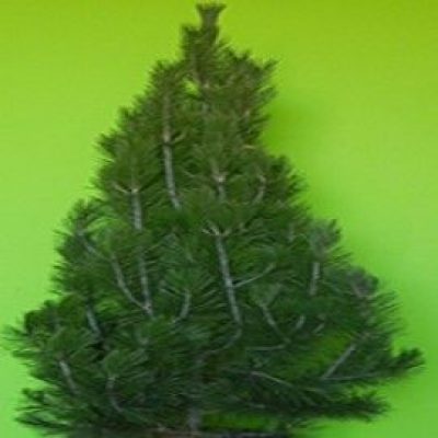 Columnar Bosnian Pine