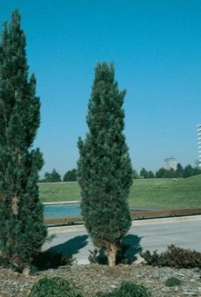 Columnar Scotch Pine