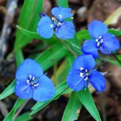 Commelina Dianthifolia