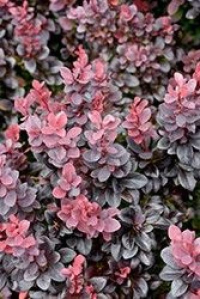 Concorde Japanese Barberry