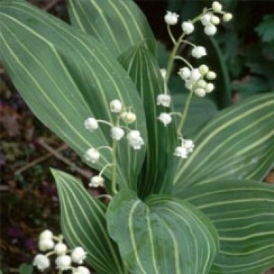 Convallaria Majalis Variegated