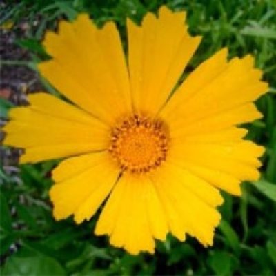 Coreopsis Schnittgold