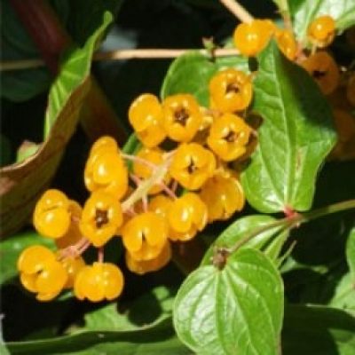 Coriaria Terminalis Xanthocarpa